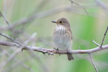 Benekli sinekkapan (Muscicapa striata) dal