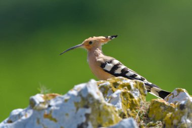 İbibik yeşil arka plana karşı bir kayanın üzerinde
