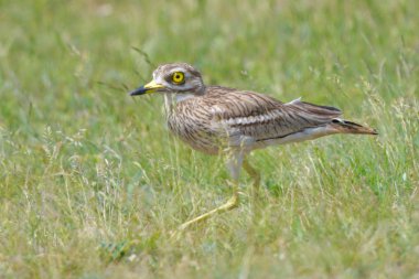 Bir bozkır habitat, bahar üzerinde taş kocagöz