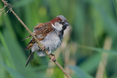 Ev serçesi (Passer domesticus) üzerinde bir kamış