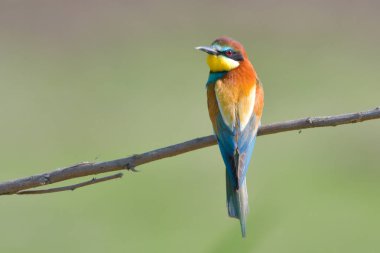 Avrupa arı yiyen temiz arka plan dal