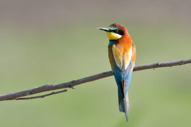 Avrupa arı yiyen temiz arka plan dal