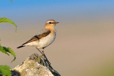 Kuzey kuyrukkakan, kadın bir kayaya