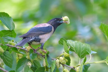 Bir ağaç üzerinde pembe starling (papaz çevresi)