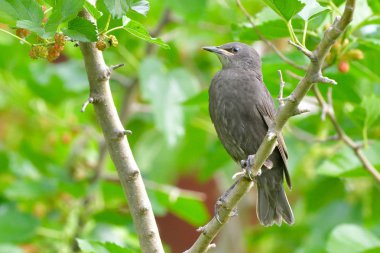 Starling piliç, bir ağaç üzerinde ilk yaz