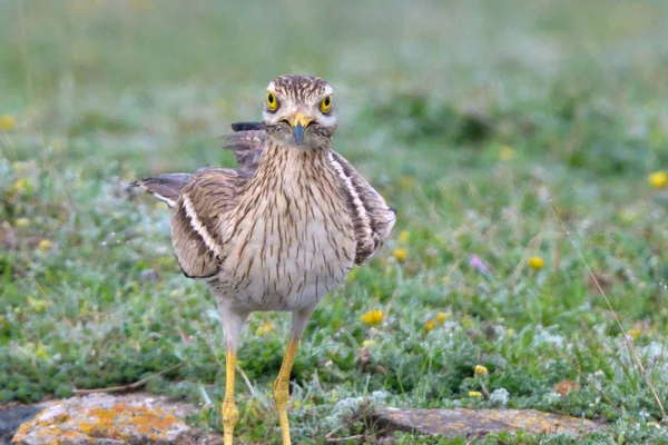 Rizos Piedra Euroasiáticos Burhinus Oedicnemus Suelo — Foto de Stock