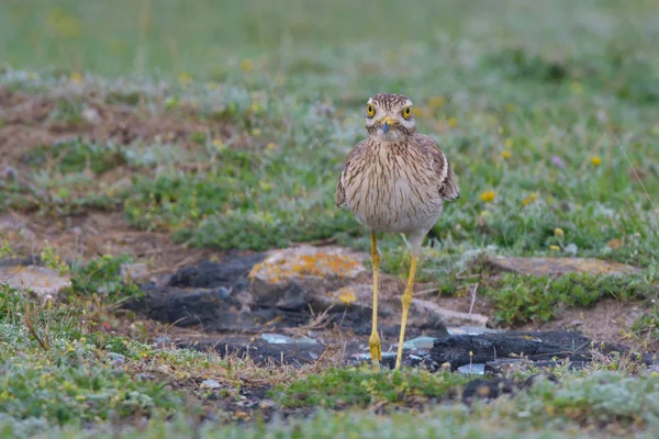 Storspov Till Sten Burhinus Oedicnemus Marken — Stockfoto