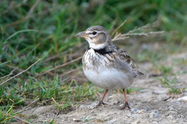 Allodola Calandra Melanocorypha Calandra Terra — Foto Stock