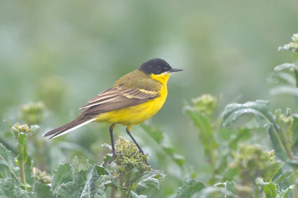 Желтый Хвост Motacilla Flava Весной — стоковое фото