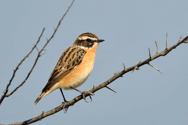 Whinchat Saxicola Rubetra — 스톡 사진
