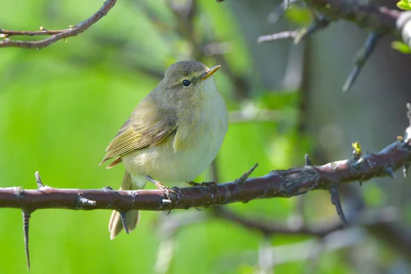 Gransångare Phylloscopus Collybita Ett Träd — Stockfoto