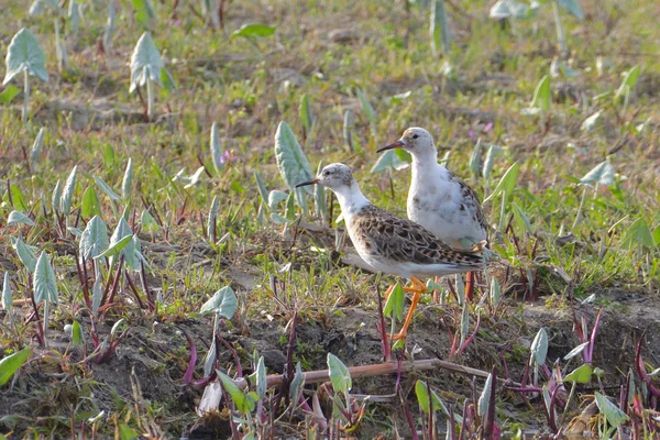 Ruffs Philomachus Pugnax Ground — Stock Photo, Image