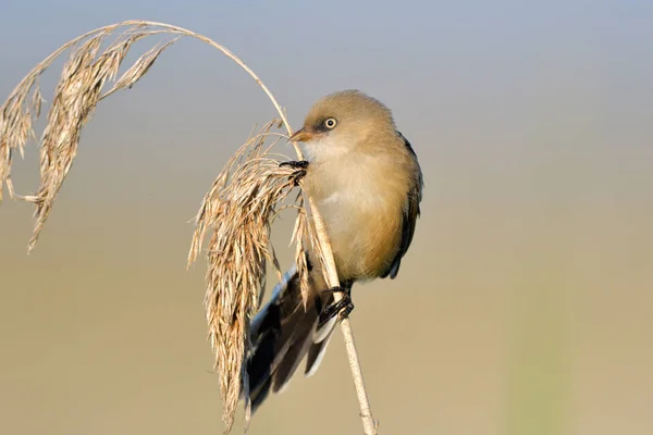 Bärtiger Schilfrohrling Panurus Biarmicus Auf Einem Schilfrohrstock — Stockfoto