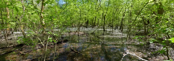 Lasy Letea Wiosnę Dużych Plików — Zdjęcie stockowe