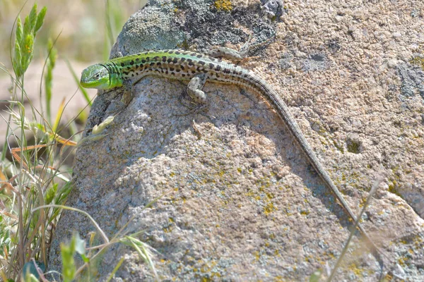 Avrupa Yeşil Kertenkele Lacerta Viridis — Stok fotoğraf