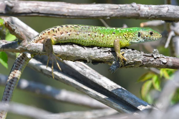 Lagarto Verde Europeo Lacerta Viridis — Foto de Stock