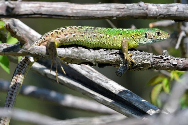 Lagarto Verde Europeu Lacerta Viridis — Fotografia de Stock