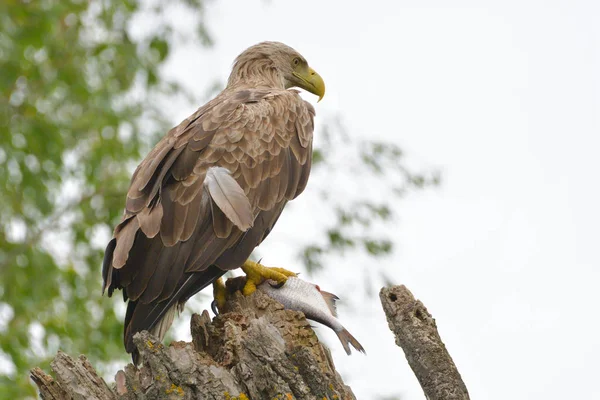 Aquila Dalla Coda Bianca Ramo Con Pesce Mano — Foto Stock