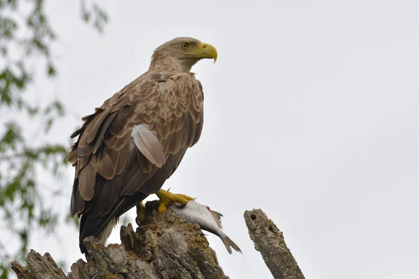 White Tail Eagle Galho Segurando Peixe — Fotografia de Stock