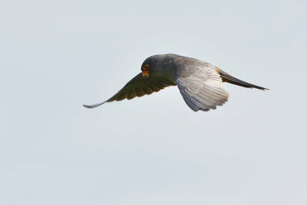 Rode Footed Valk Falco Vespertinus Tijdens Vlucht — Stockfoto