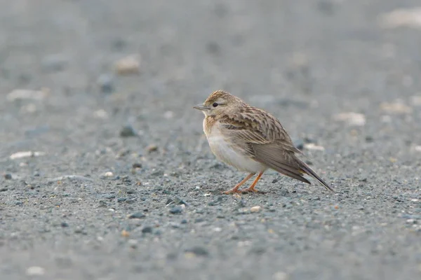 Allodola Maggiore Punta Corta Calandrella Brachydactyla Terra — Foto Stock