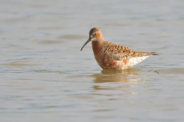 水中的 Curlew 风笛手 Caidris Ferruginea — 图库照片