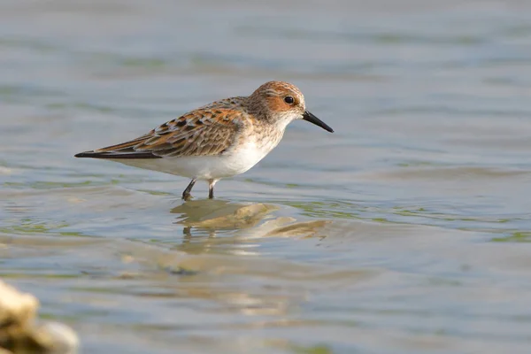 Apró Partfutó Calidris Minuta Sekély Vízben — Stock Fotó