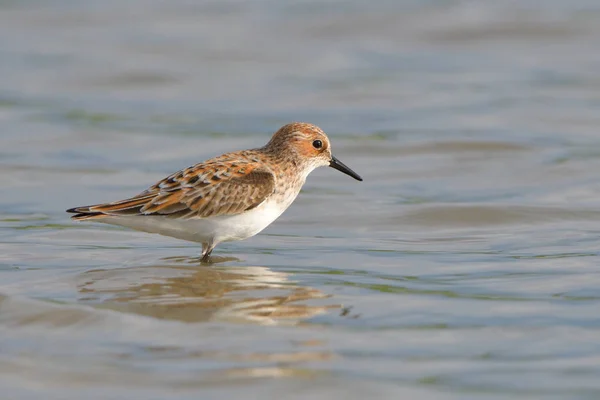 Apró Partfutó Calidris Minuta Sekély Vízben — Stock Fotó