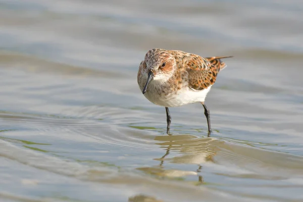 Pouco Tempo Calidris Minuta Águas Rasas — Fotografia de Stock