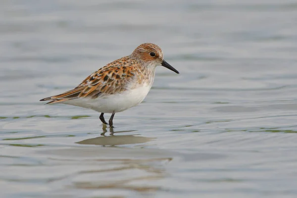 Pouco Tempo Calidris Minuta Águas Rasas — Fotografia de Stock