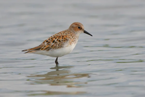 Pouco Tempo Calidris Minuta Águas Rasas — Fotografia de Stock