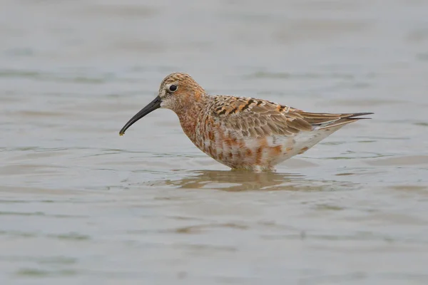 水中的 Curlew 风笛手 Caidris Ferruginea — 图库照片