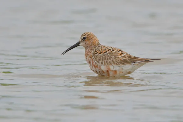 水中的 Curlew 风笛手 Caidris Ferruginea — 图库照片