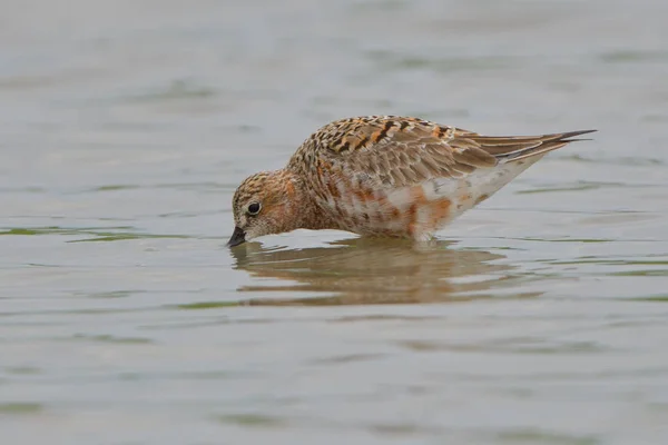 水中的 Curlew 风笛手 Caidris Ferruginea — 图库照片