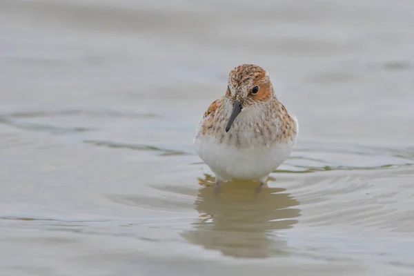 Petit Passage Calidris Minuta Eau Peu Profonde — Photo