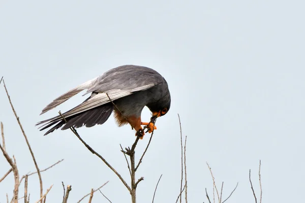 Faucon Pattes Rouges Falco Vespertinus Mangeant Gros Insecte — Photo