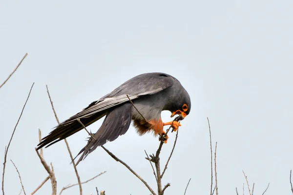 Red Footed Falcon Falco Vespertinus Eating Big Insect — Stock Photo, Image