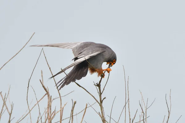 Rode Footed Valk Falco Vespertinus Eten Een Groot Insect — Stockfoto
