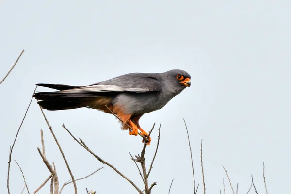 Falco Dalle Zampe Rosse Falco Vespertinus Cima Albero — Foto Stock