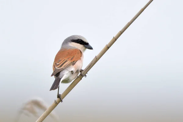 Grauwe Klauwier Lanius Collurio Een Riet — Stockfoto