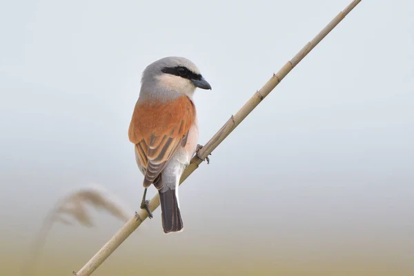 Pie Grièche Dos Roux Lanius Collurio Sur Roseau — Photo