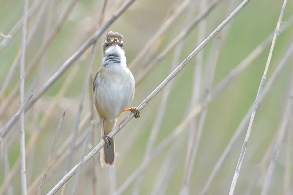 Paruline Hochequeue Acrocephalus Scirpaceus Sur Roseau — Photo