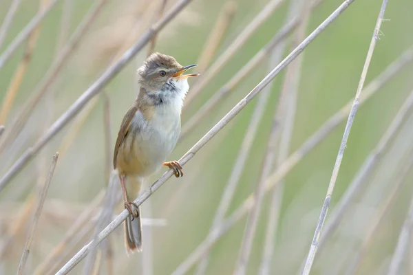 Eurasiska Rörsångare Acrocephalus Scirpaceus Vass — Stockfoto