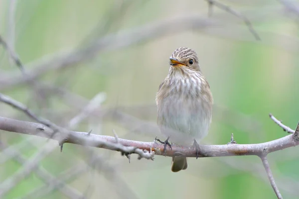 Пятнистая Мухоловка Muscicapa Striata Ветке — стоковое фото