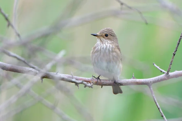 Пятнистая Мухоловка Muscicapa Striata Ветке — стоковое фото