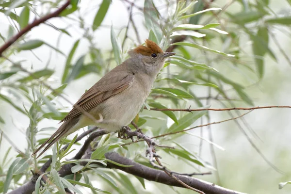 Eurasiska Svarthätta Sylvia Atricapilla Kvinna Ett Träd — Stockfoto