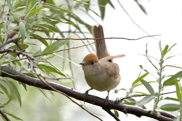 Eurasiska Svarthätta Sylvia Atricapilla Kvinna Ett Träd — Stockfoto