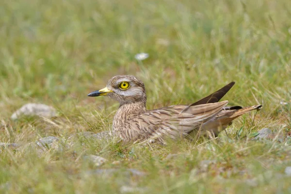 Stone Curlew Stäpp Livsmiljö Våren — Stockfoto