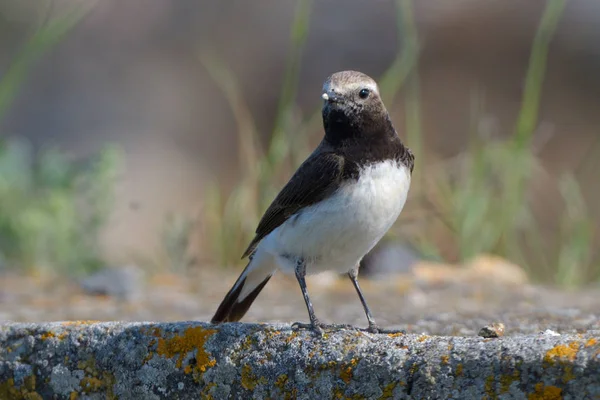 Pied Wheatear Oenanthe Pleschanka Rock — Stock Photo, Image