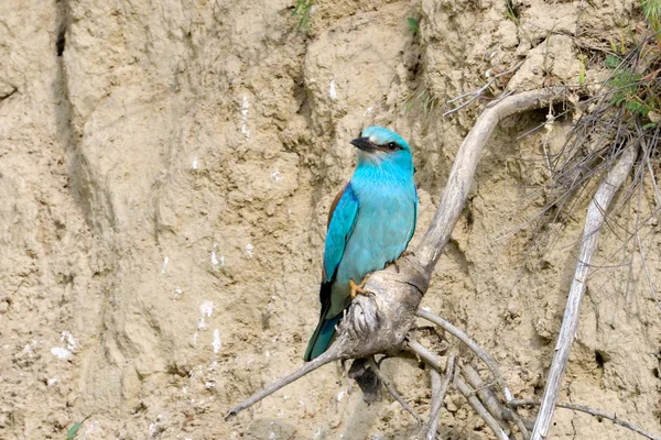 Europeiska Blå Rulle Coracias Garrulus Gren — Stockfoto